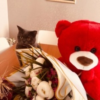 British Shorthair, Kedi  Bella fotoğrafı