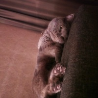 British Shorthair, Kedi  Bella fotoğrafı