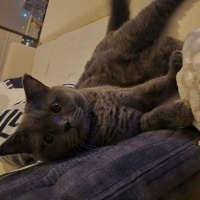 British Shorthair, Kedi  Bella fotoğrafı
