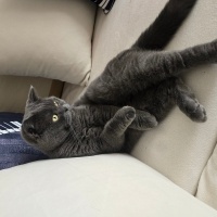 British Shorthair, Kedi  Bella fotoğrafı