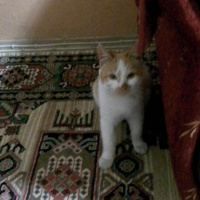 American Curl, Kedi  Minnak fotoğrafı