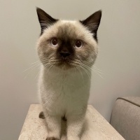 British Shorthair, Kedi  OSMAN fotoğrafı