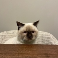 British Shorthair, Kedi  OSMAN fotoğrafı