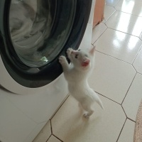 Tekir Kedi, Kedi  Köpük fotoğrafı
