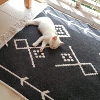 Tekir Kedi, Kedi  Köpük fotoğrafı