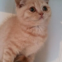 British Shorthair, Kedi  Kayısı fotoğrafı