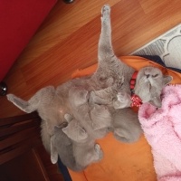 British Shorthair, Kedi  Bulut fotoğrafı