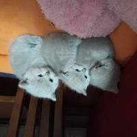 British Shorthair, Kedi  Bulut fotoğrafı