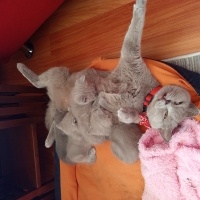 British Shorthair, Kedi  Yavru British fotoğrafı