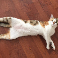 Tekir Kedi, Kedi  Misha fotoğrafı