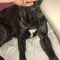 Presa Canario, Köpek  boyka fotoğrafı