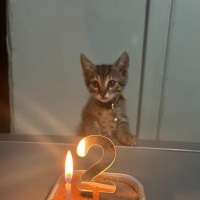 Tekir Kedi, Kedi  Leli fotoğrafı