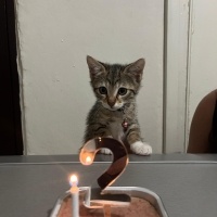 Tekir Kedi, Kedi  Leli fotoğrafı