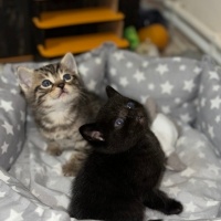 British Shorthair, Kedi  Yok fotoğrafı
