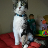 Tekir Kedi, Kedi  Minnak fotoğrafı