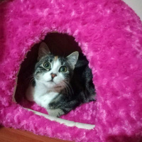 Tekir Kedi, Kedi  Minnak fotoğrafı