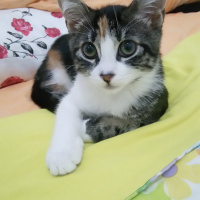 Tekir Kedi, Kedi  Minnak fotoğrafı