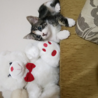 Tekir Kedi, Kedi  Minnak fotoğrafı