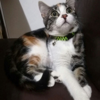 Tekir Kedi, Kedi  Minnak fotoğrafı
