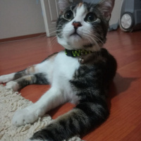 Tekir Kedi, Kedi  Minnak fotoğrafı