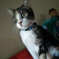 Tekir Kedi, Kedi  Minnak fotoğrafı