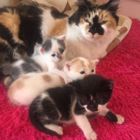 Tekir Kedi, Kedi  Minnak fotoğrafı