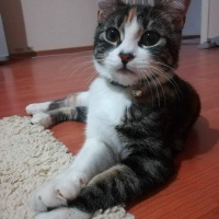 Tekir Kedi, Kedi  Minnak fotoğrafı