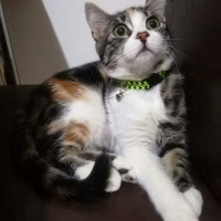 Tekir Kedi, Kedi  Minnak fotoğrafı