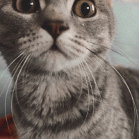 British Shorthair, Kedi  Işık fotoğrafı