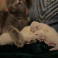 British Shorthair, Kedi  Işık fotoğrafı