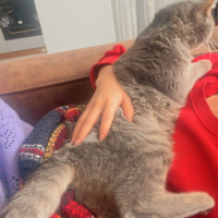 British Shorthair, Kedi  Işık fotoğrafı
