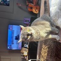 British Shorthair, Kedi  Işık fotoğrafı