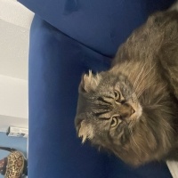 Norwegian Forest, Kedi  Alex fotoğrafı