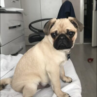 Pug, Köpek  Frank fotoğrafı