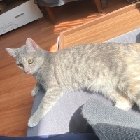 Tekir Kedi, Kedi  Bulut fotoğrafı