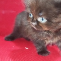 British Shorthair, Kedi  Sans fotoğrafı