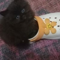 British Shorthair, Kedi  Sans fotoğrafı