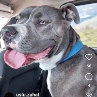 Amerikan Staffordshire Terrier, Köpek  EFES fotoğrafı