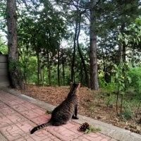 Tekir Kedi, Kedi  Sis fotoğrafı