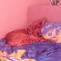 Amerikan Cocker Spaniel, Köpek  Junior fotoğrafı