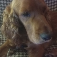 Amerikan Cocker Spaniel, Köpek  Junior fotoğrafı