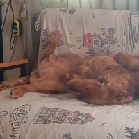 Amerikan Cocker Spaniel, Köpek  Junior fotoğrafı