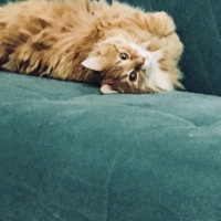 Tekir Kedi, Kedi  Rıfkı fotoğrafı