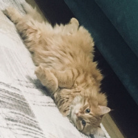 Tekir Kedi, Kedi  Rıfkı fotoğrafı