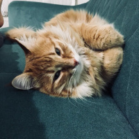 Tekir Kedi, Kedi  Rıfkı fotoğrafı