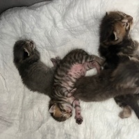 Tekir Kedi, Kedi  Gofret fotoğrafı