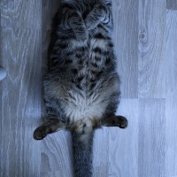 Scottish Fold, Kedi  Leo fotoğrafı