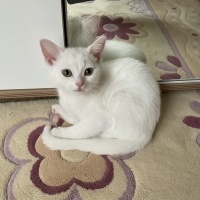 British Shorthair, Kedi  Yuna fotoğrafı