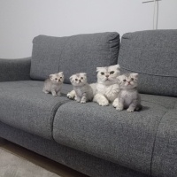 Scottish Fold, Kedi  Schottish fold fotoğrafı
