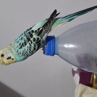 Muhabbet Kuşu, Kuş  Boncuk fotoğrafı
